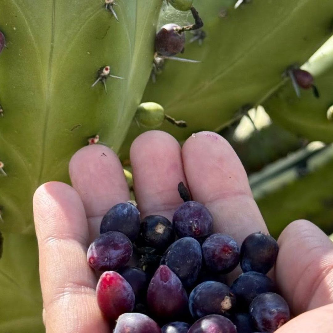 Estas Plantas Son un Orgullo de Querétaro y Quizá No lo Sabías